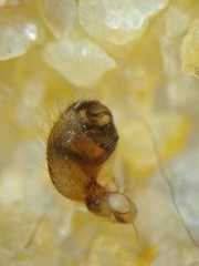 Neoscona nautica