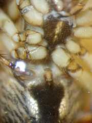 Neoscona theisi