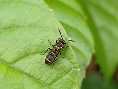 Ropalidia timida