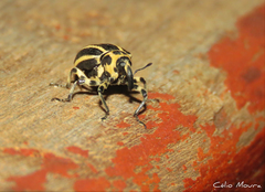 Neodiplogrammus quadrivittatus