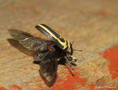 Neodiplogrammus quadrivittatus