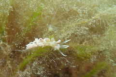 Phyllodesmium serratum