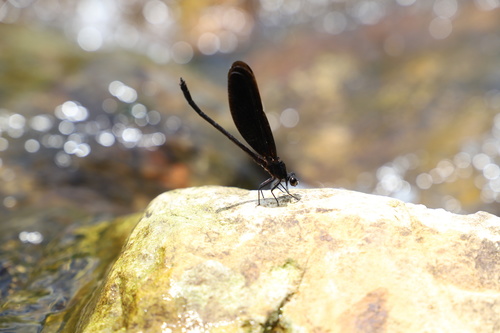 Euphaea opaca