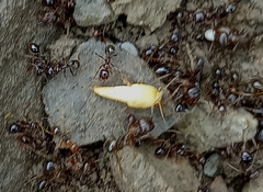 Tricholepisma aureum