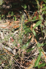 Brachyloma ericoides