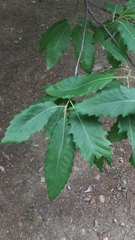 Quercus castaneifolia