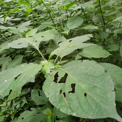 Isoglossa woodii