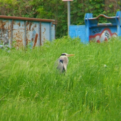 Ardea cinerea