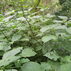 Isoglossa woodii