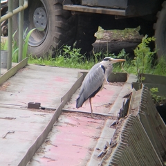 Ardea cinerea