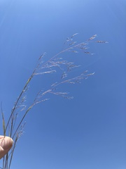 Agrostis elliottiana