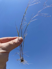 Agrostis elliottiana