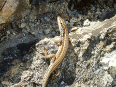 Podarcis muralis