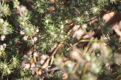 Brachyloma ericoides