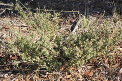 Brachyloma ericoides