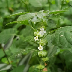 Phaulopsis imbricata