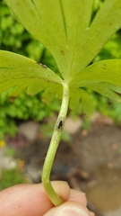 Urocystis eranthidis