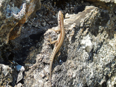 Podarcis muralis