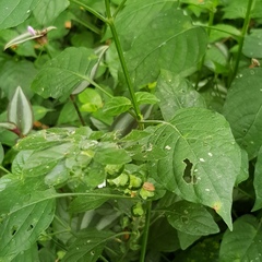 Phaulopsis imbricata