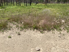 Agrostis elliottiana