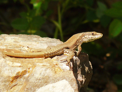 Podarcis muralis