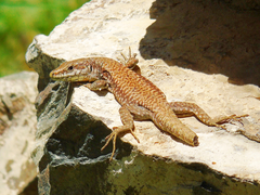 Podarcis muralis