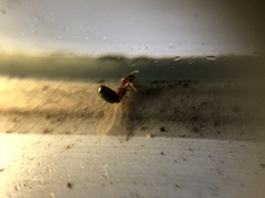 Crematogaster rogenhoferi