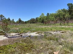 Agrostis elliottiana