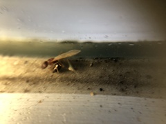 Crematogaster rogenhoferi