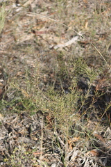 Acacia spinescens