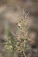 Acacia spinescens
