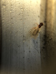 Crematogaster rogenhoferi