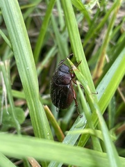 Phyllophaga hirticula