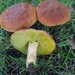 Smoothish-stemmed Bolete - Photo (c) mycowalt, some rights reserved (CC BY-SA), uploaded by mycowalt