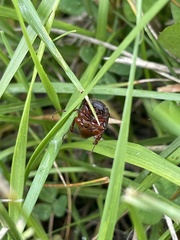 Phyllophaga hirticula