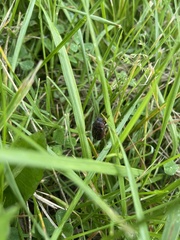 Phyllophaga hirticula