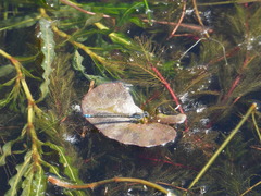 Paracercion calamorum