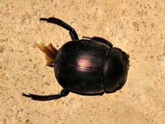 Chalconotus convexus