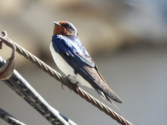 Hirundo rustica
