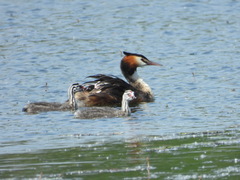 Podiceps cristatus