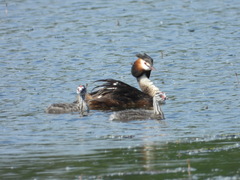 Podiceps cristatus