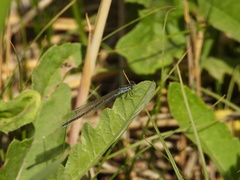 Paracercion v-nigrum