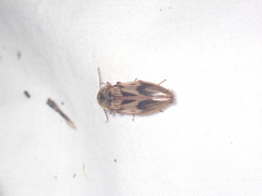 Stropenron hieroglyphica