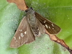 Polytremis lubricans