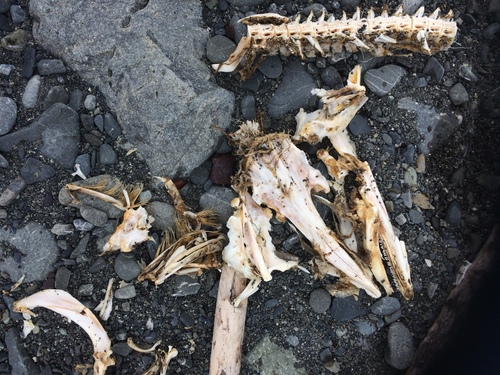 Congridae