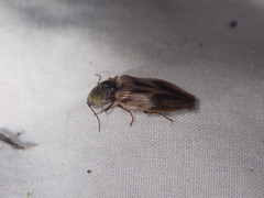 Stropenron hieroglyphica