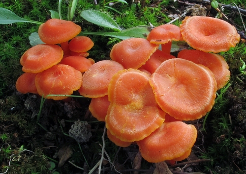 Vermilion Waxcap