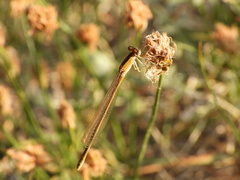 Ischnura asiatica