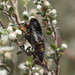Subalpine Firetail - Photo (c) Reiner Richter, some rights reserved (CC BY-NC-SA), uploaded by Reiner Richter