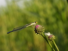 Paracercion calamorum